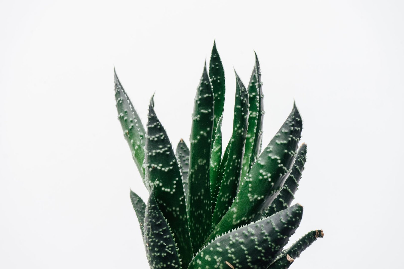 Close-up of an aloe vera plant, one of the soothing ingredients found in hemorrhoid wipes