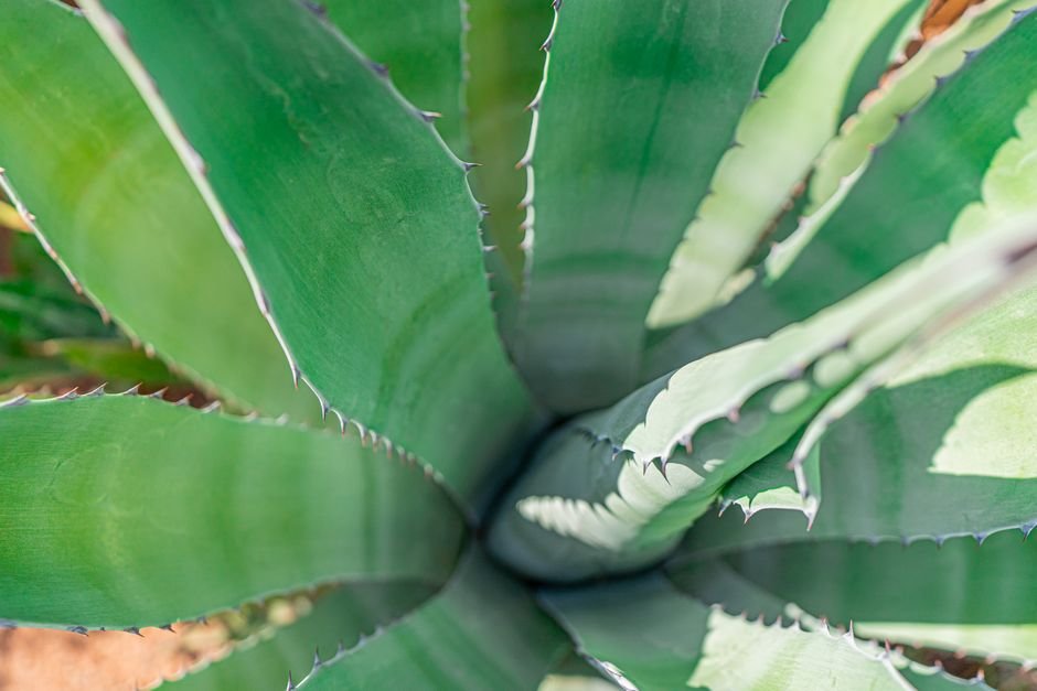 Fresh aloe vera plant leaf used for the gel applied to hemorrhoid irritation