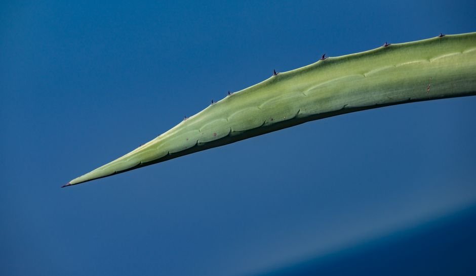 Aloe vera plant leaf used in natural remedies