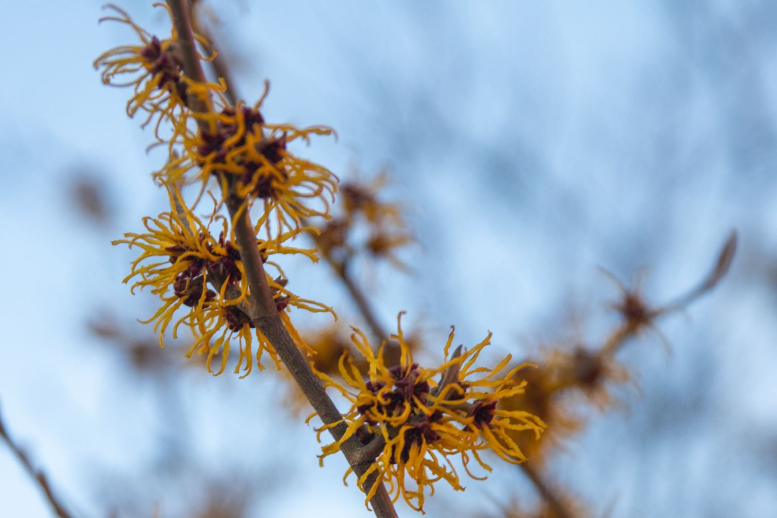 Yellow witch hazel flowers on a branch, the source of the astringent used in wipes that do not shrink hemorrhoids