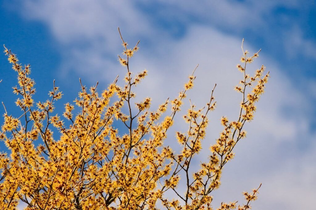 Yellow witch hazel blossoms against a blue sky, the plant behind the astringent in witch hazel wipes